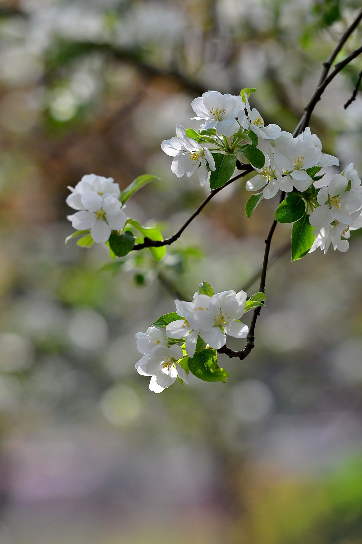 碧沙岗公园第十届海棠节2   201803017
