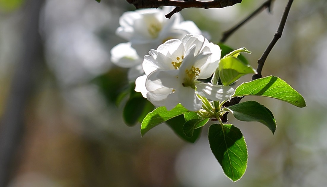碧沙岗公园第十届海棠节2   201803017