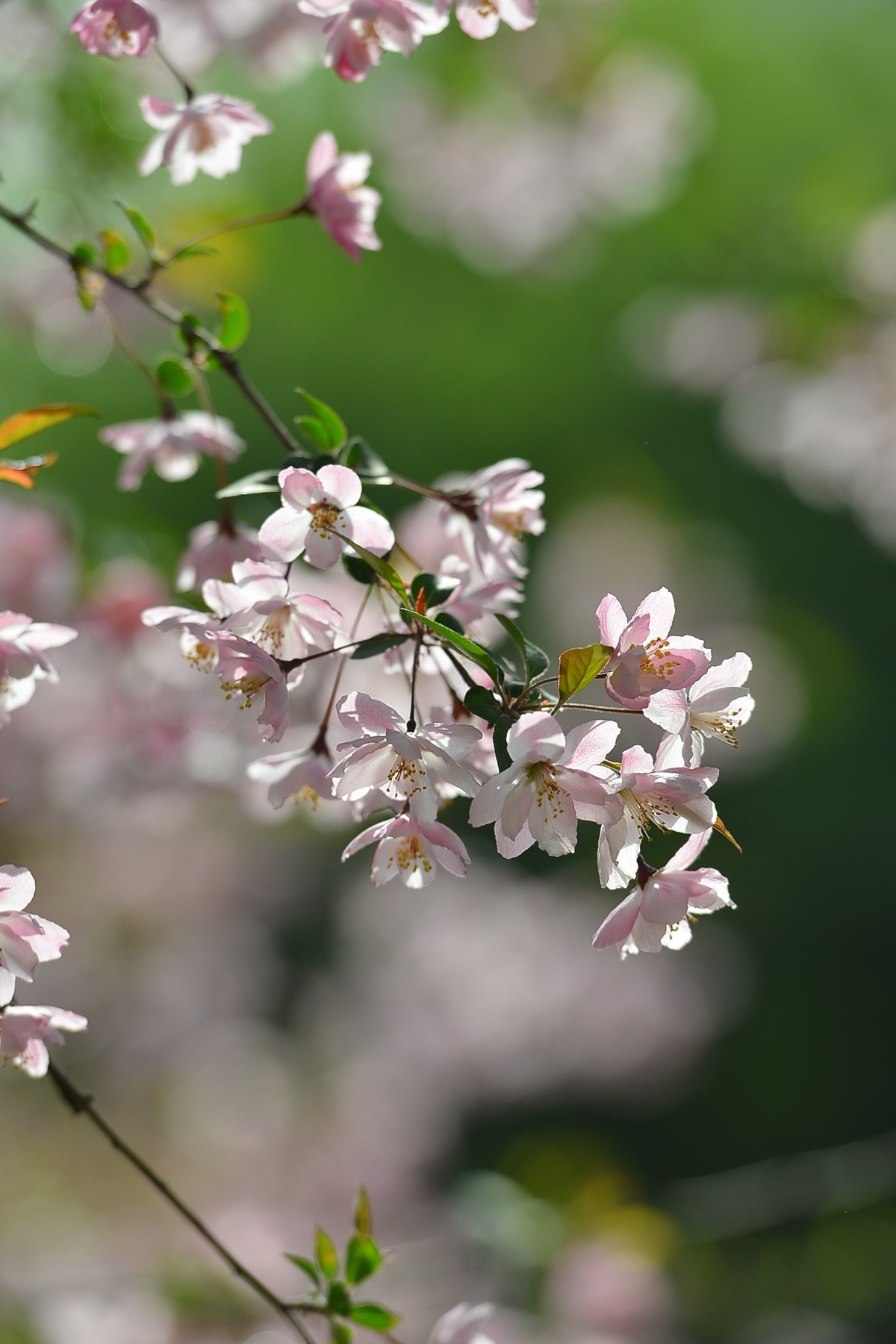 碧沙岗公园第十届海棠节2   201803017
