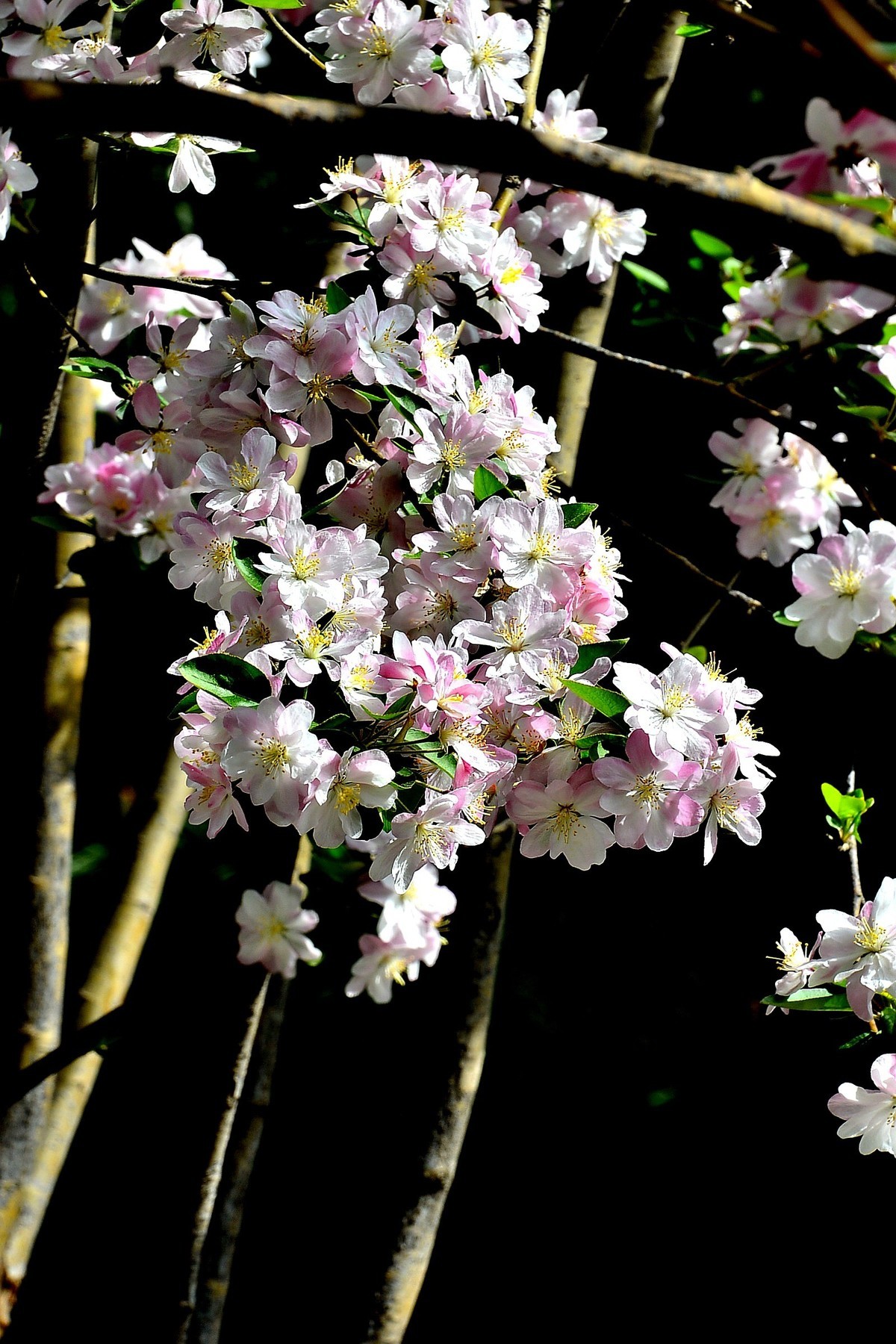 碧沙岗公园第十届海棠节2   201803017
