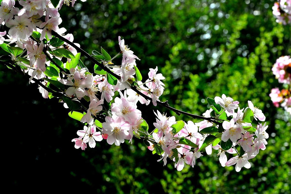 碧沙岗公园第十届海棠节2   201803017