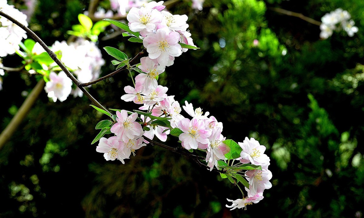 碧沙岗公园第十届海棠节2   201803017