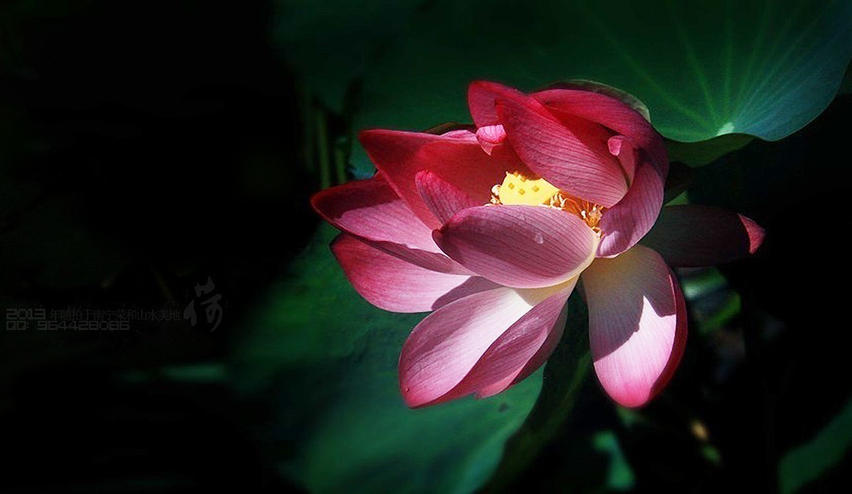 2013年随拍【莲语。只为你妖娆 （一）】