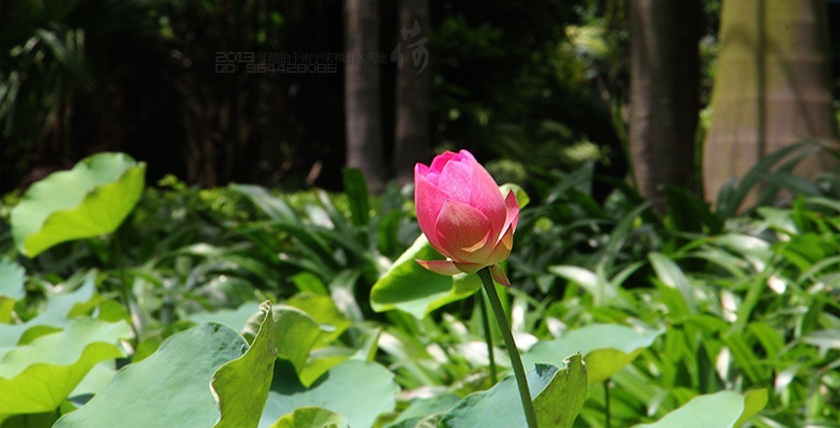 2013年随拍【莲语。只为你妖娆 （一）】