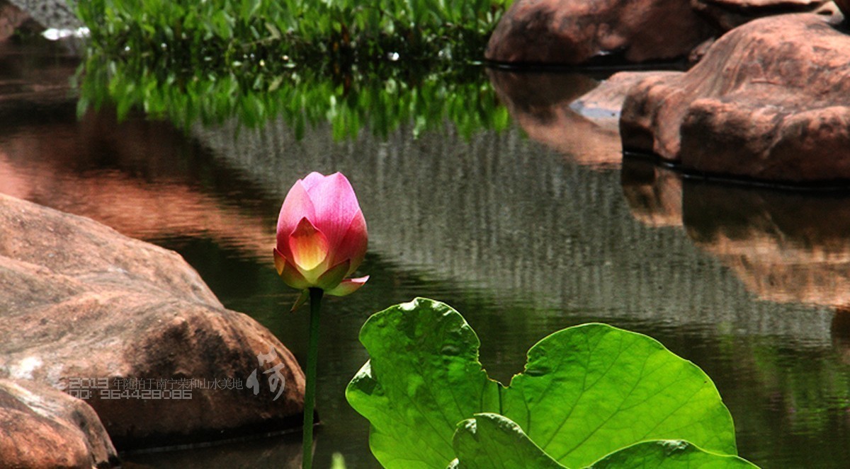 2013年随拍【莲语。只为你妖娆 （一）】