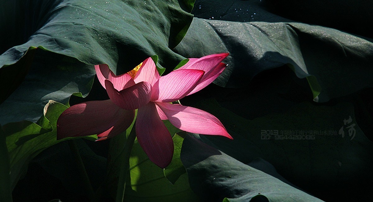 2013年随拍【莲语。只为你妖娆 （一）】