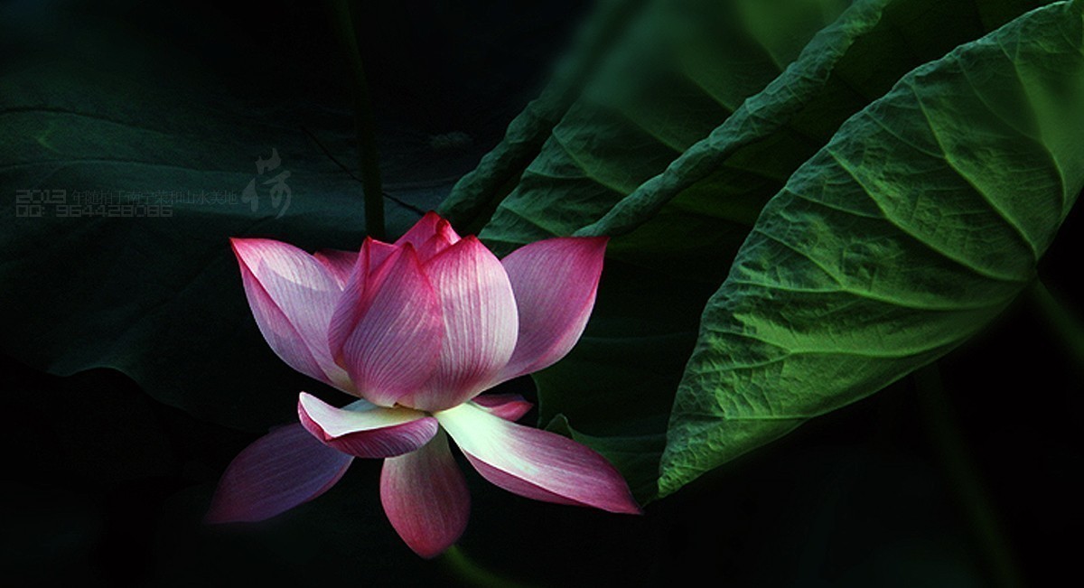 2013年随拍【莲语。只为你妖娆 （一）】