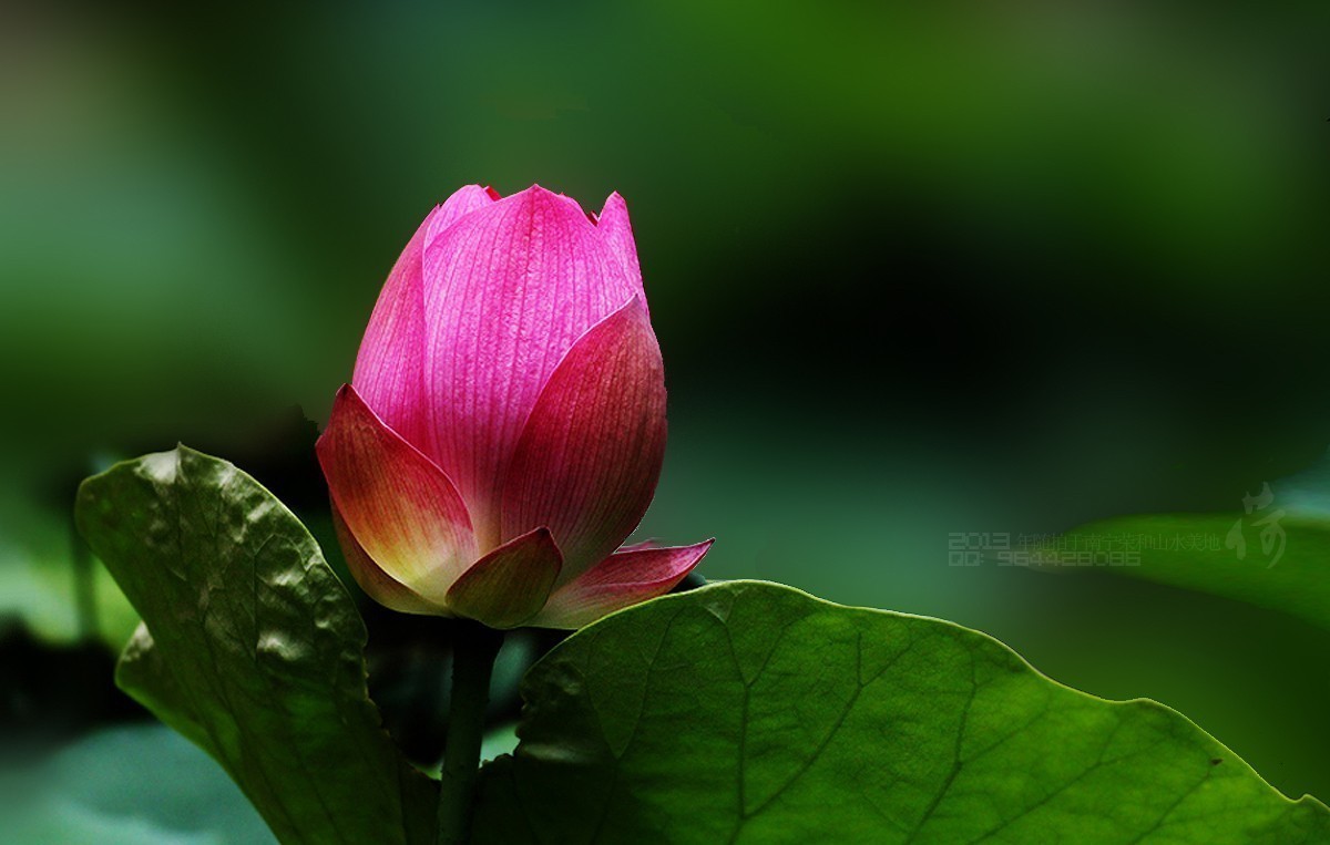 2013年随拍【莲语。只为你妖娆 （一）】