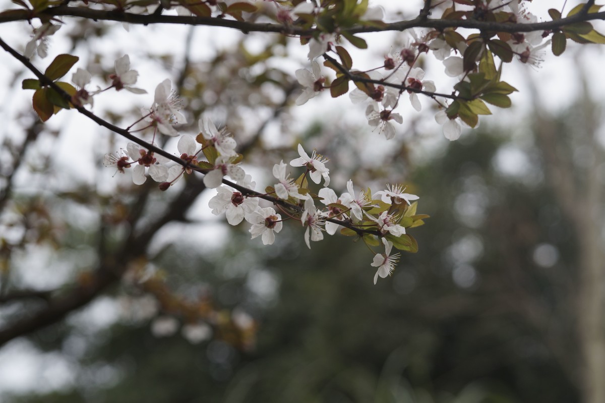a3000搭配适马60mmf2.8 Art镜头拍摄效果