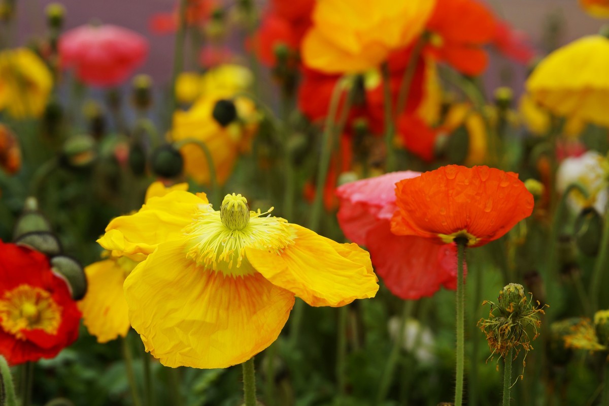 a3000搭配适马60mmf2.8 Art镜头拍摄效果