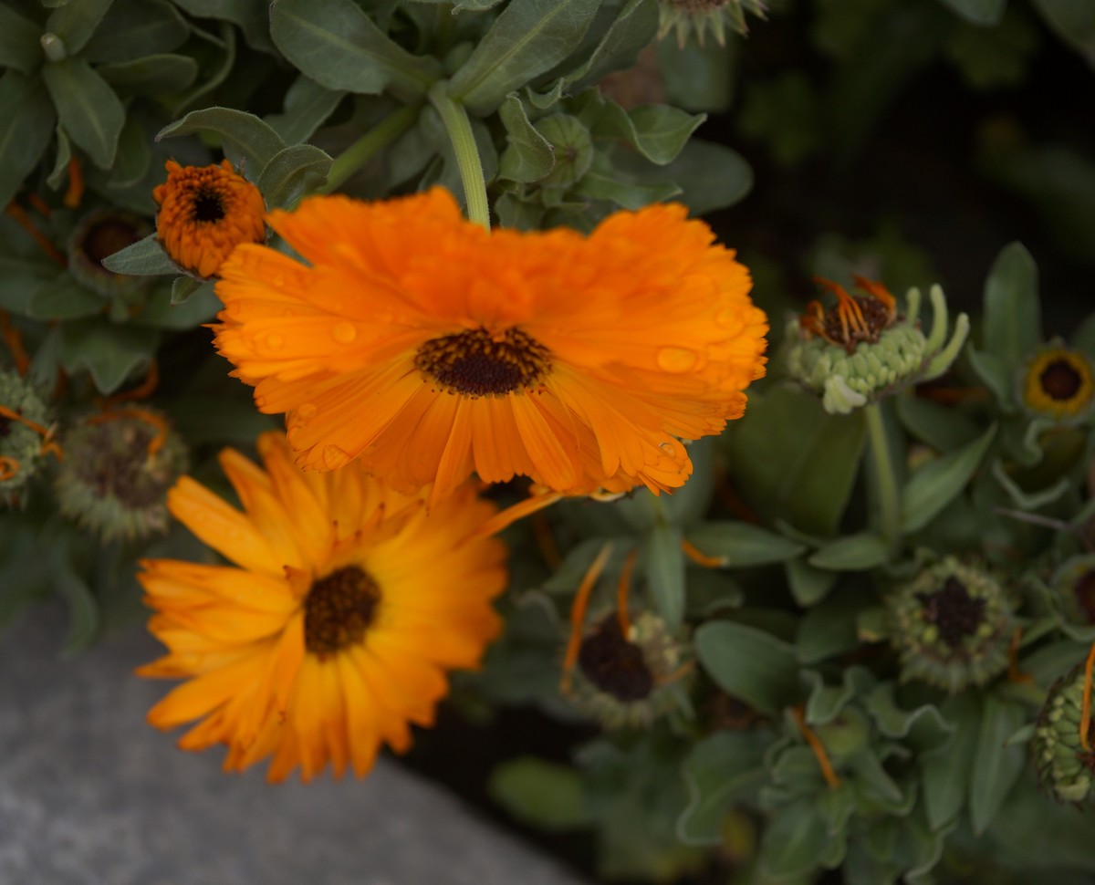 a3000搭配适马60mmf2.8 Art镜头拍摄效果