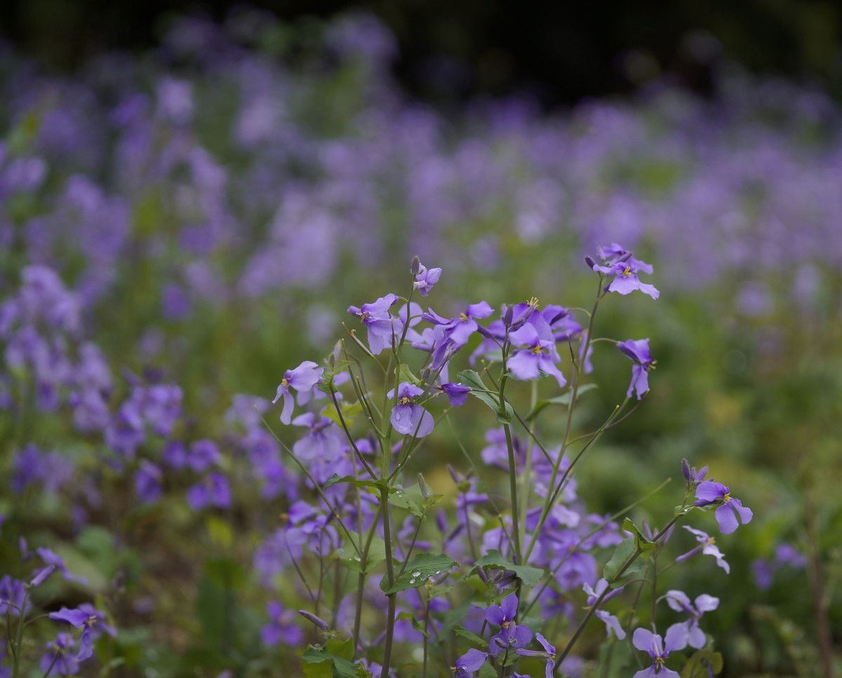 a3000搭配适马60mmf2.8 Art镜头拍摄效果