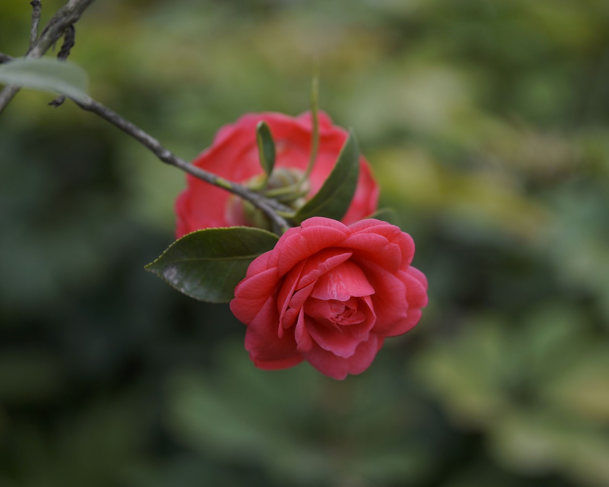 a3000搭配适马60mmf2.8 Art镜头拍摄效果