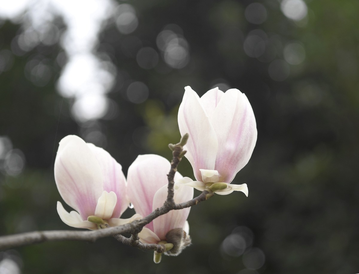 a3000搭配适马60mmf2.8 Art镜头拍摄效果