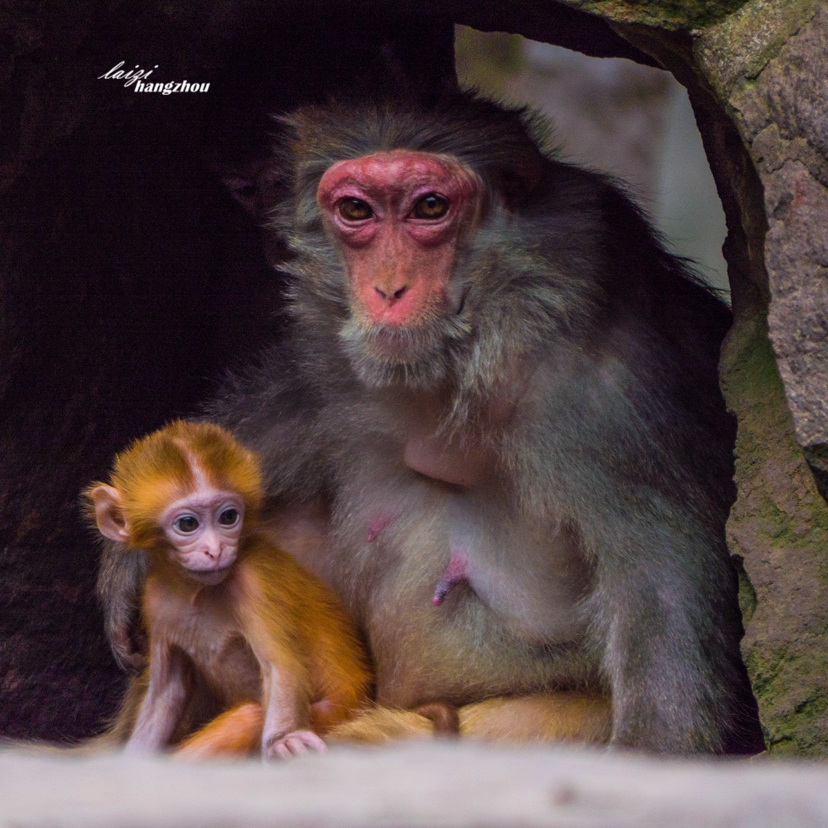 猴妈妈与猴宝宝