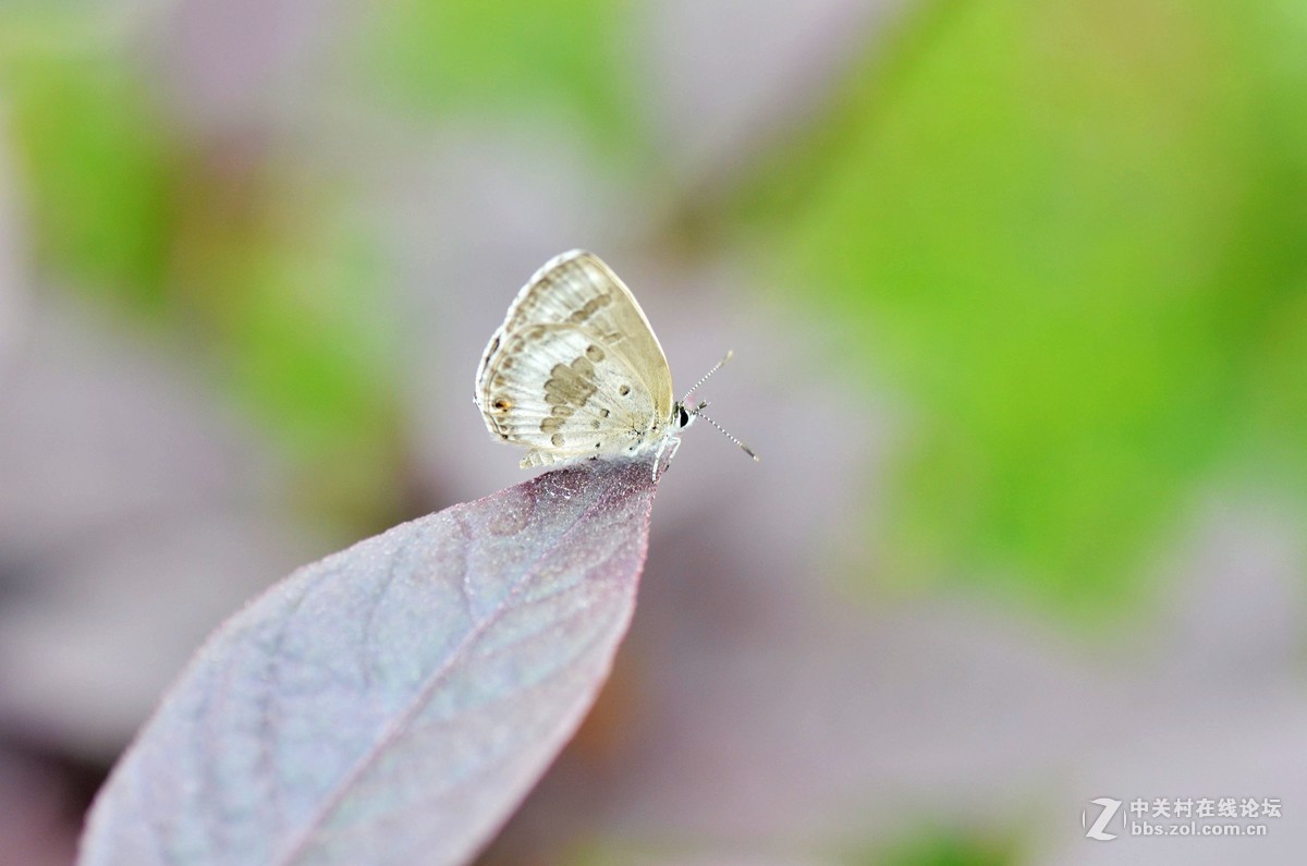 （小灰蝶 ）天天看到本板星空(中国)里(寒江渔翁X)拍蝶，去公园自己也学习试拍