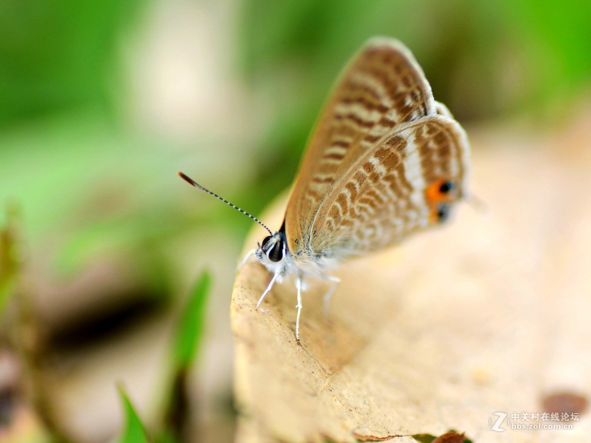 （小灰蝶 ）天天看到本板星空(中国)里(寒江渔翁X)拍蝶，去公园自己也学习试拍
