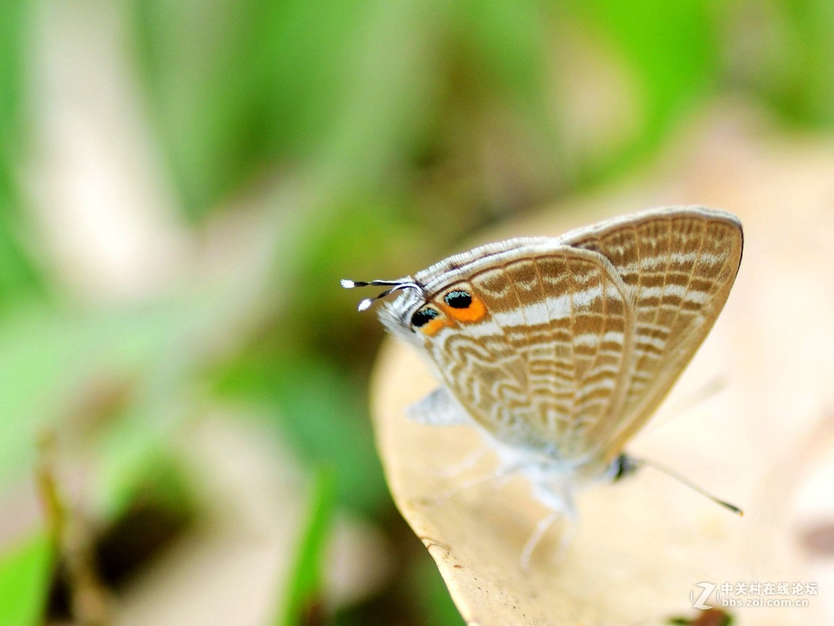 （小灰蝶 ）天天看到本板星空(中国)里(寒江渔翁X)拍蝶，去公园自己也学习试拍