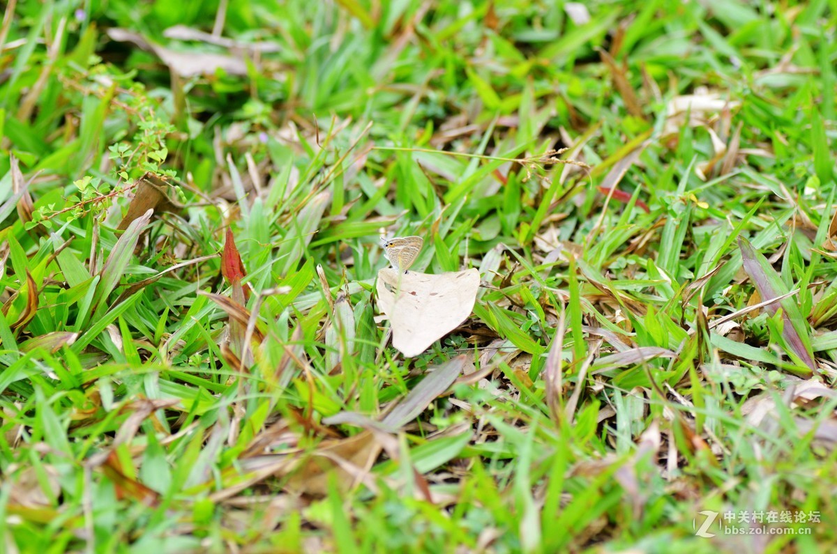 （小灰蝶 ）天天看到本板星空(中国)里(寒江渔翁X)拍蝶，去公园自己也学习试拍