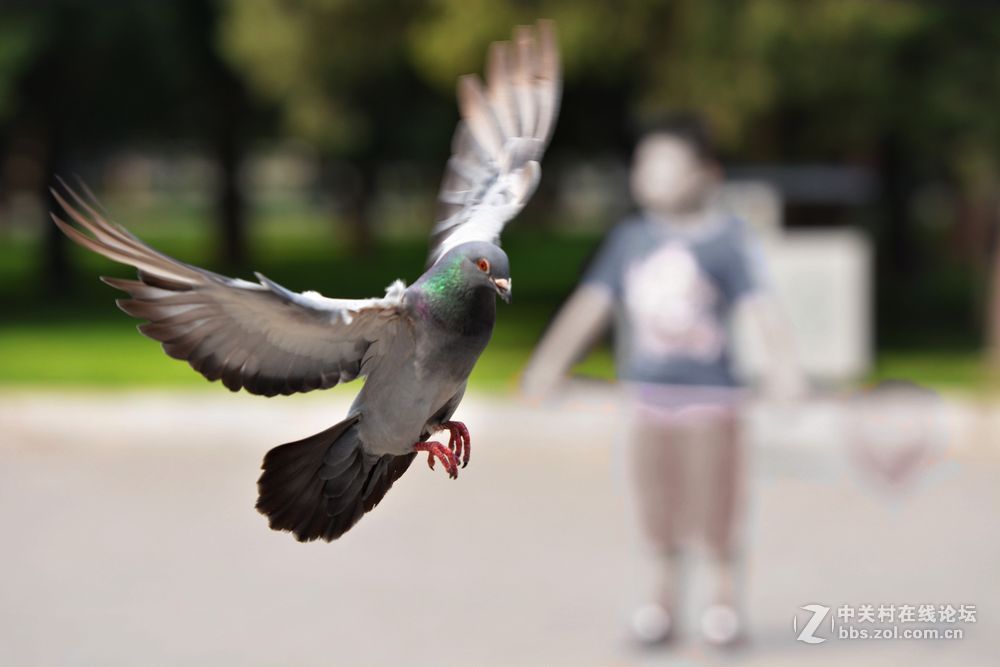 飞版鸽子