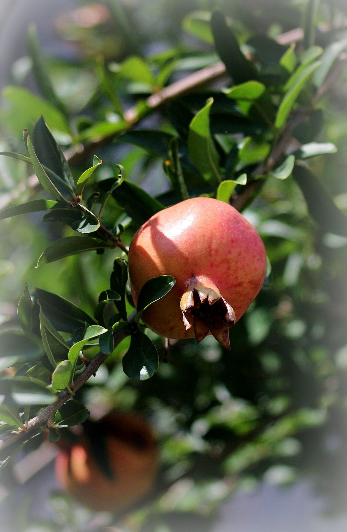 晕化下几幅在天津拍摄的石榴---祝版主和师友们2015年国庆快乐！