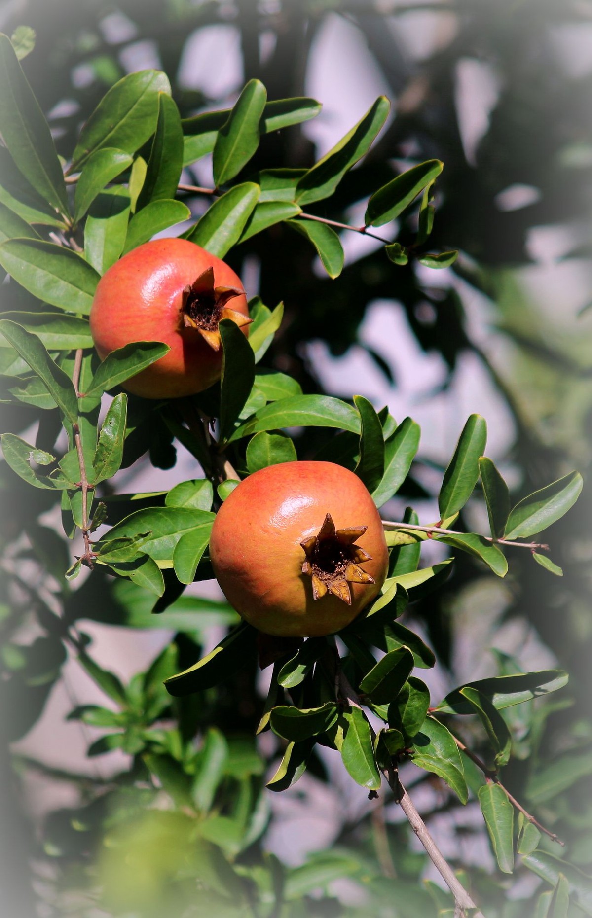 晕化下几幅在天津拍摄的石榴---祝版主和师友们2015年国庆快乐！