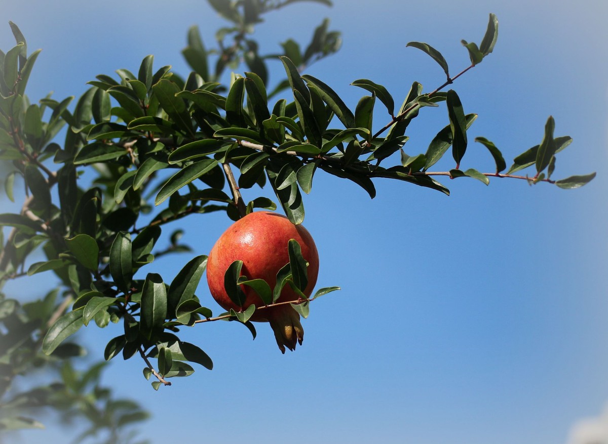 晕化下几幅在天津拍摄的石榴---祝版主和师友们2015年国庆快乐！