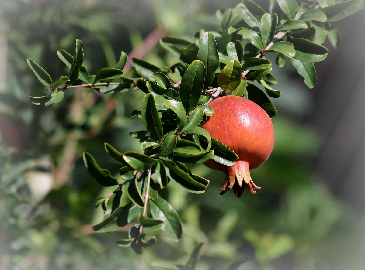 晕化下几幅在天津拍摄的石榴---祝版主和师友们2015年国庆快乐！