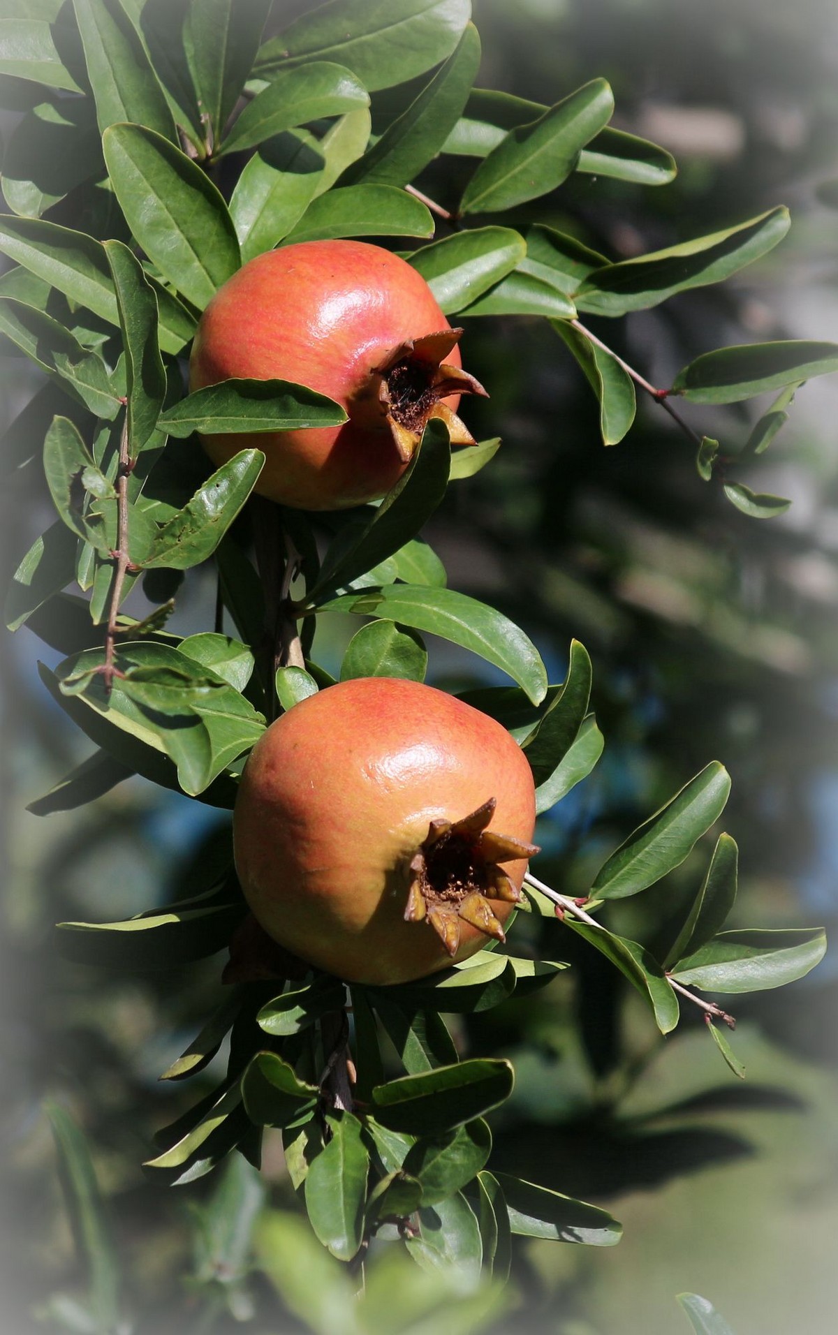 晕化下几幅在天津拍摄的石榴---祝版主和师友们2015年国庆快乐！
