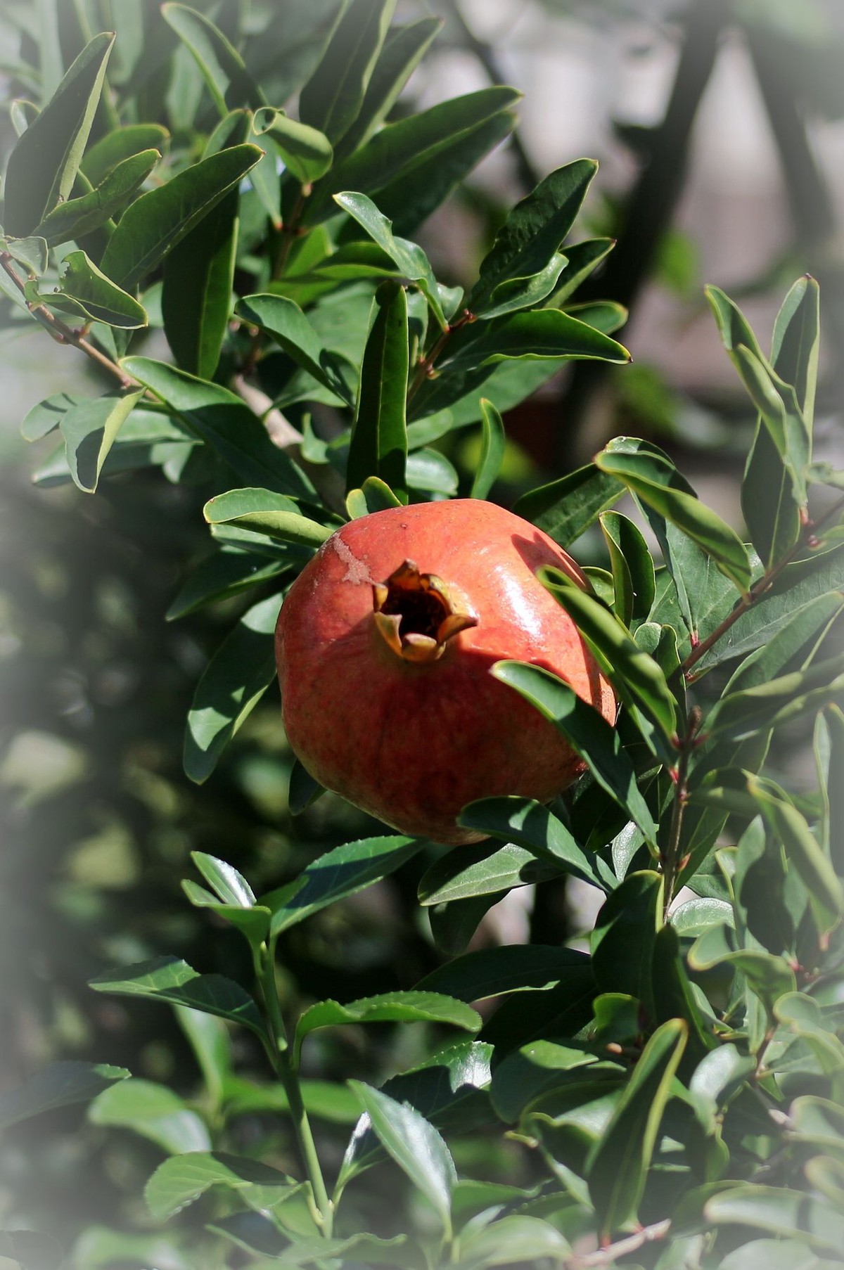 晕化下几幅在天津拍摄的石榴---祝版主和师友们2015年国庆快乐！