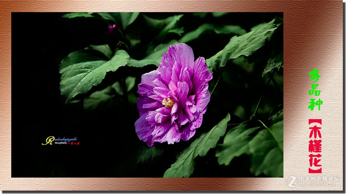 呈一组《多品种木槿花》祝各位前辈、老师、好朋友们国庆快乐！