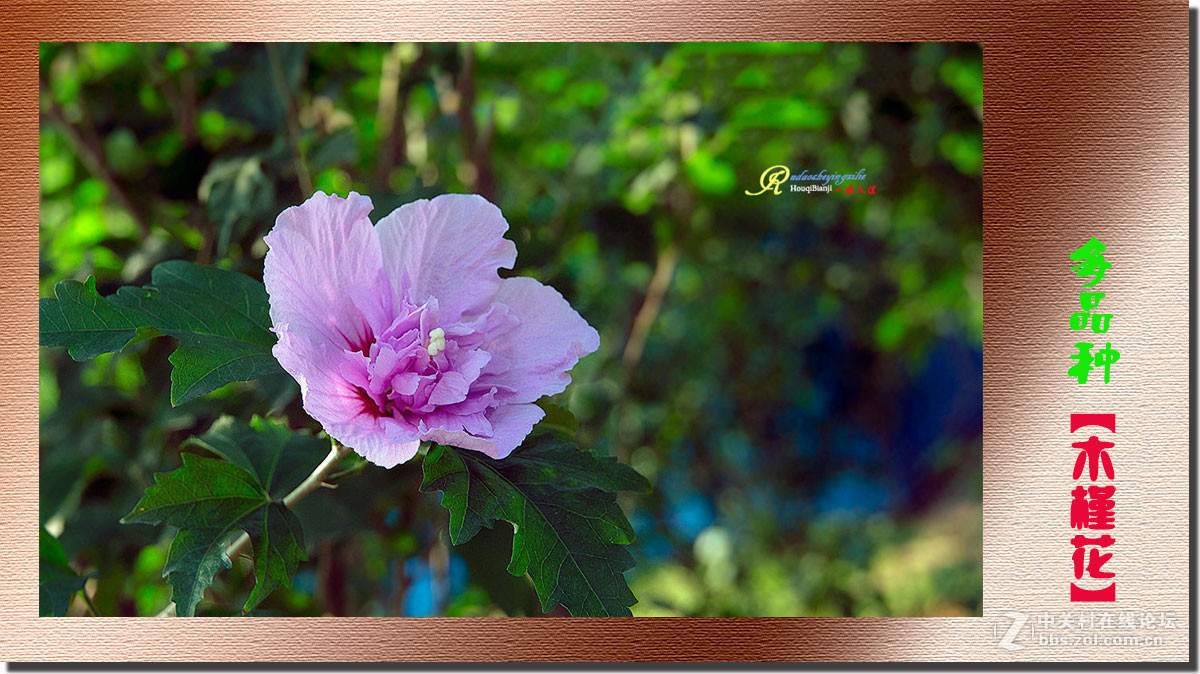 呈一组《多品种木槿花》祝各位前辈、老师、好朋友们国庆快乐！