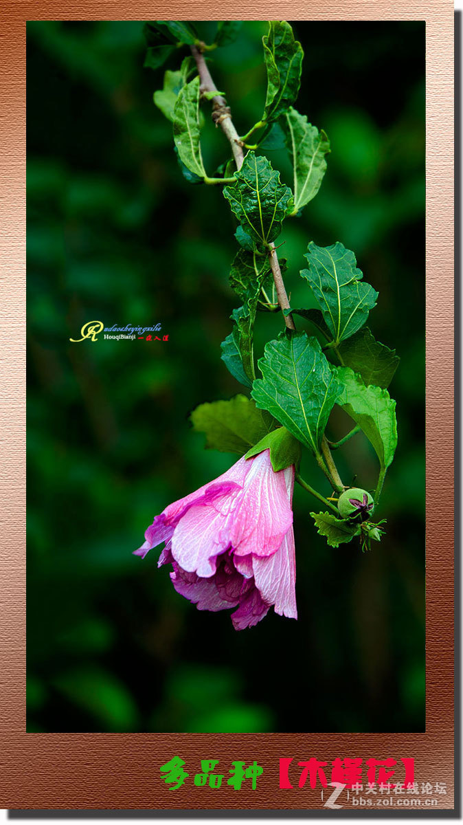 呈一组《多品种木槿花》祝各位前辈、老师、好朋友们国庆快乐！