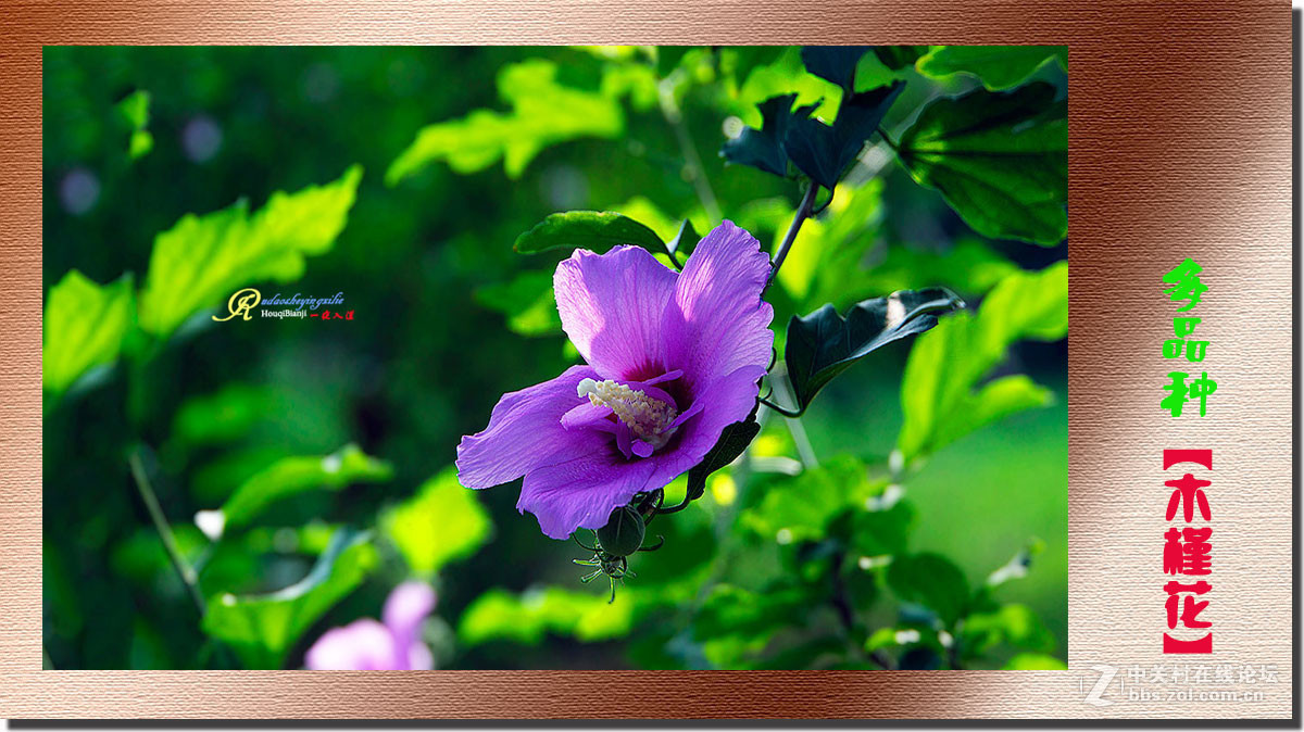 呈一组《多品种木槿花》祝各位前辈、老师、好朋友们国庆快乐！