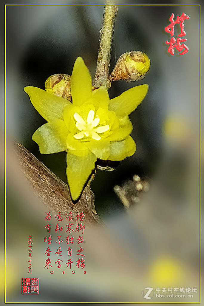 腊梅