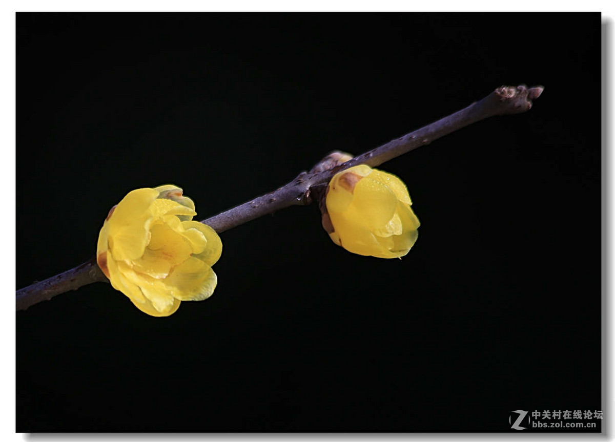 又是一年梅花开（1）