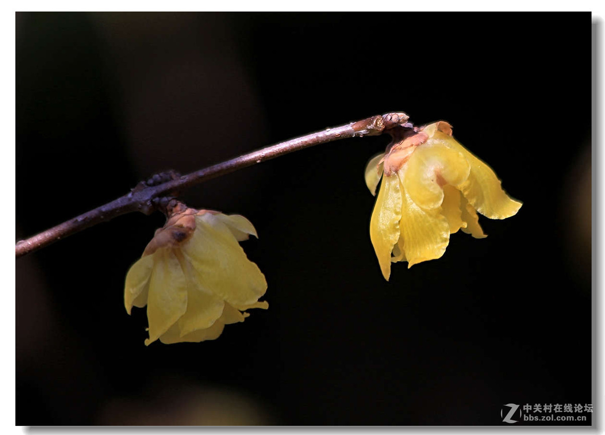 又是一年梅花开（1）