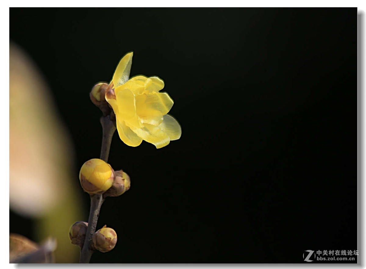 又是一年梅花开（1）