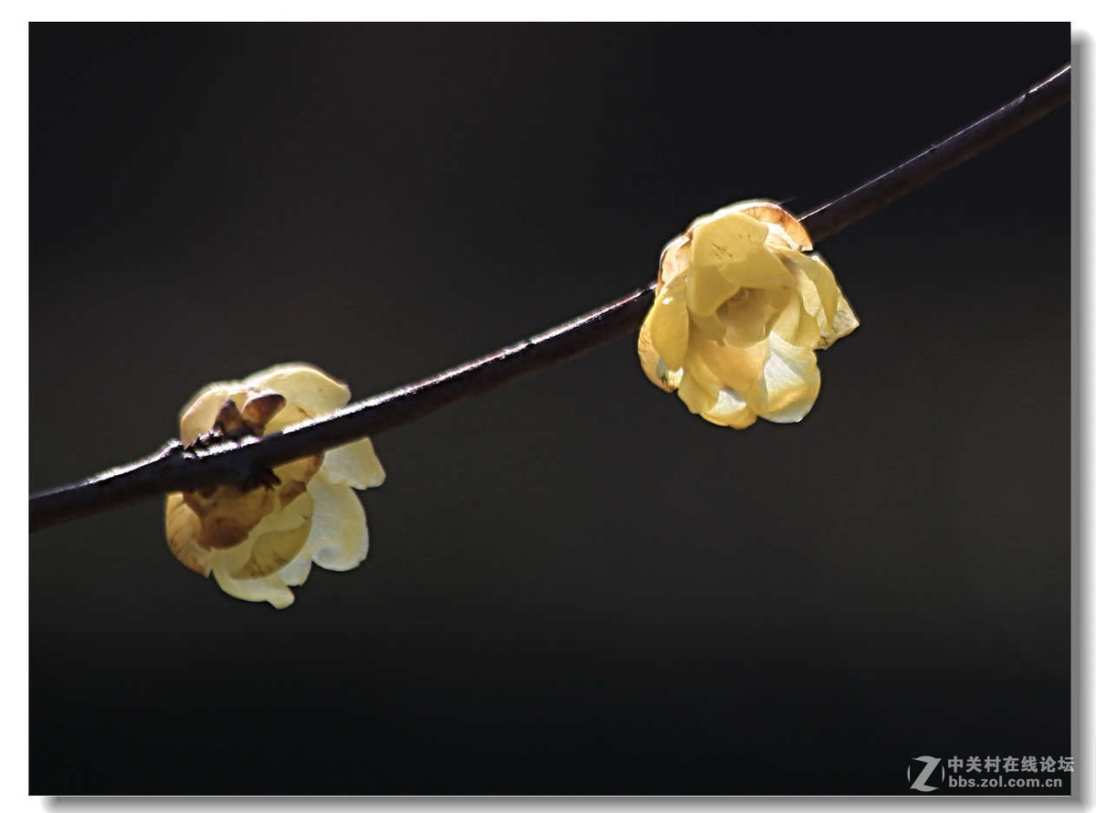 又是一年梅花开（1）