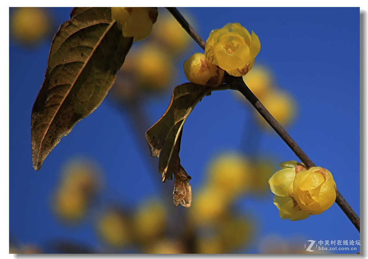 又是一年梅花开（1）