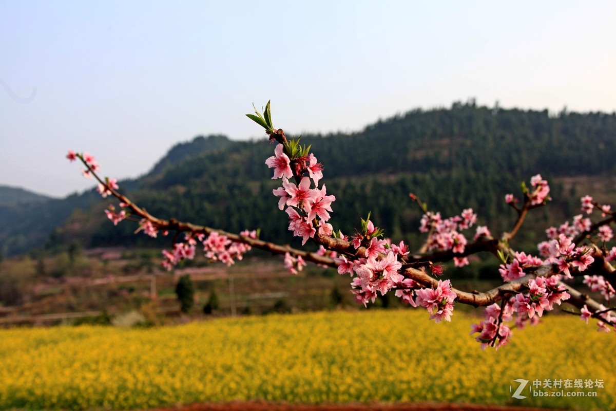 广汉拍桃花与油菜花