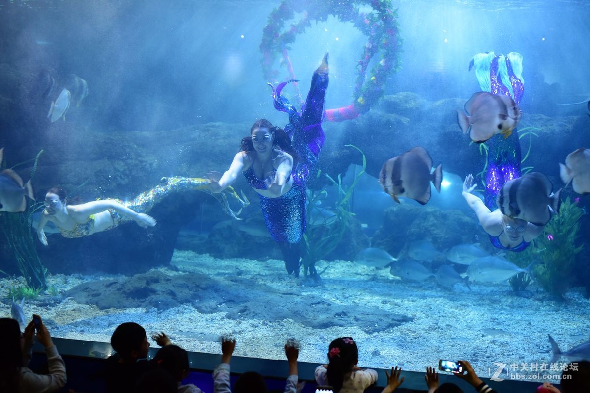 海洋馆美人鱼