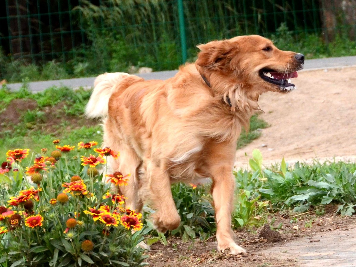 Nikkor 18-200mm VRII 狗篇