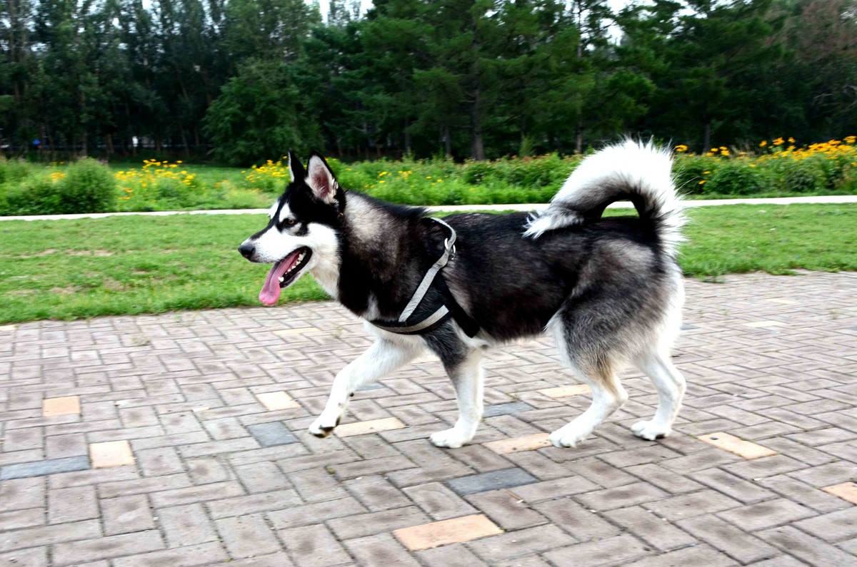 Nikkor 18-200mm VRII 狗篇