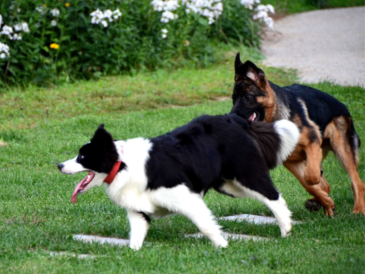 Nikkor 18-200mm VRII 狗篇