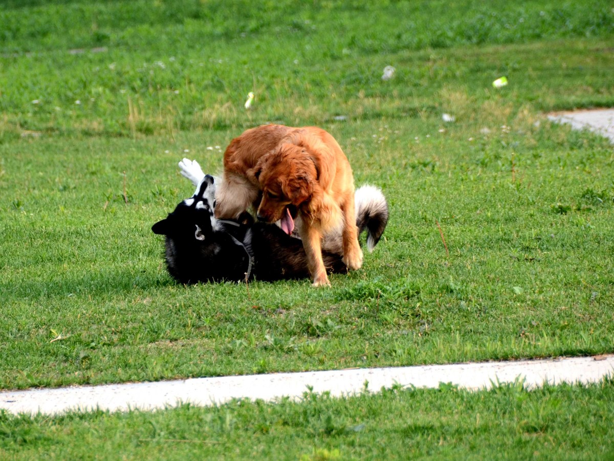 Nikkor 18-200mm VRII 狗篇