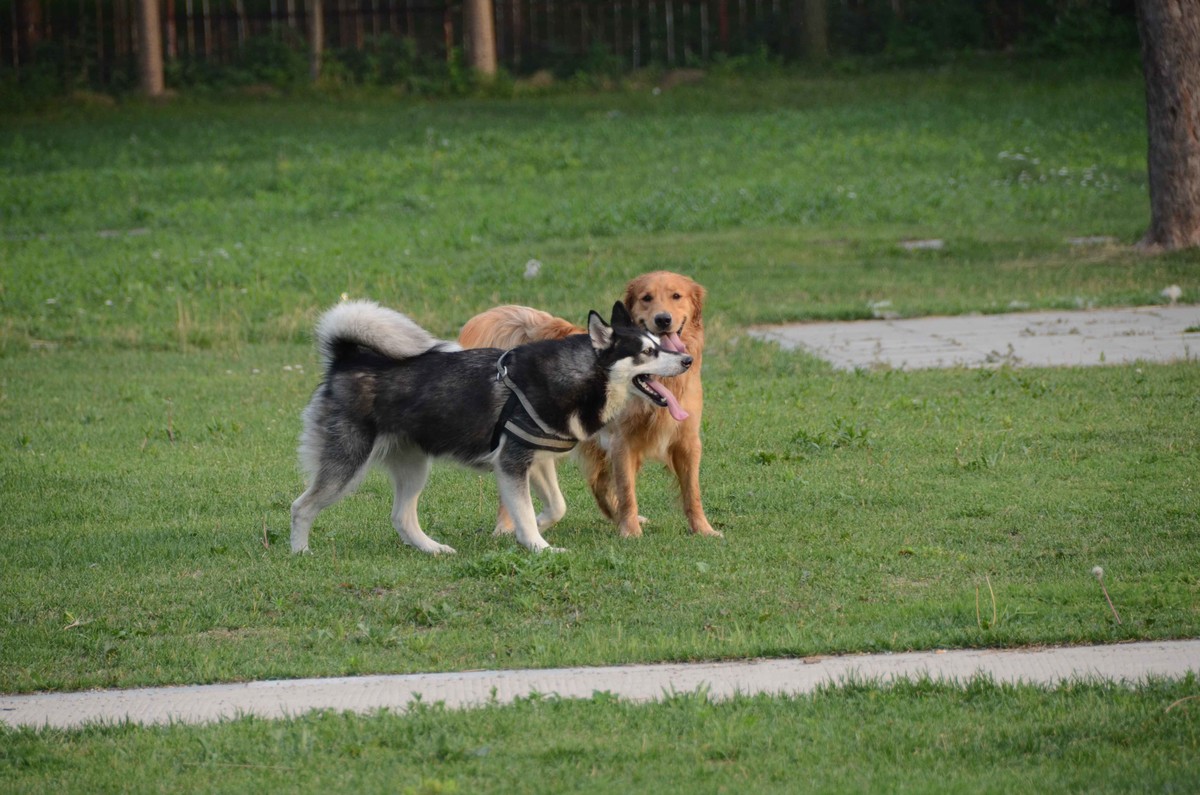 Nikkor 18-200mm VRII 狗篇