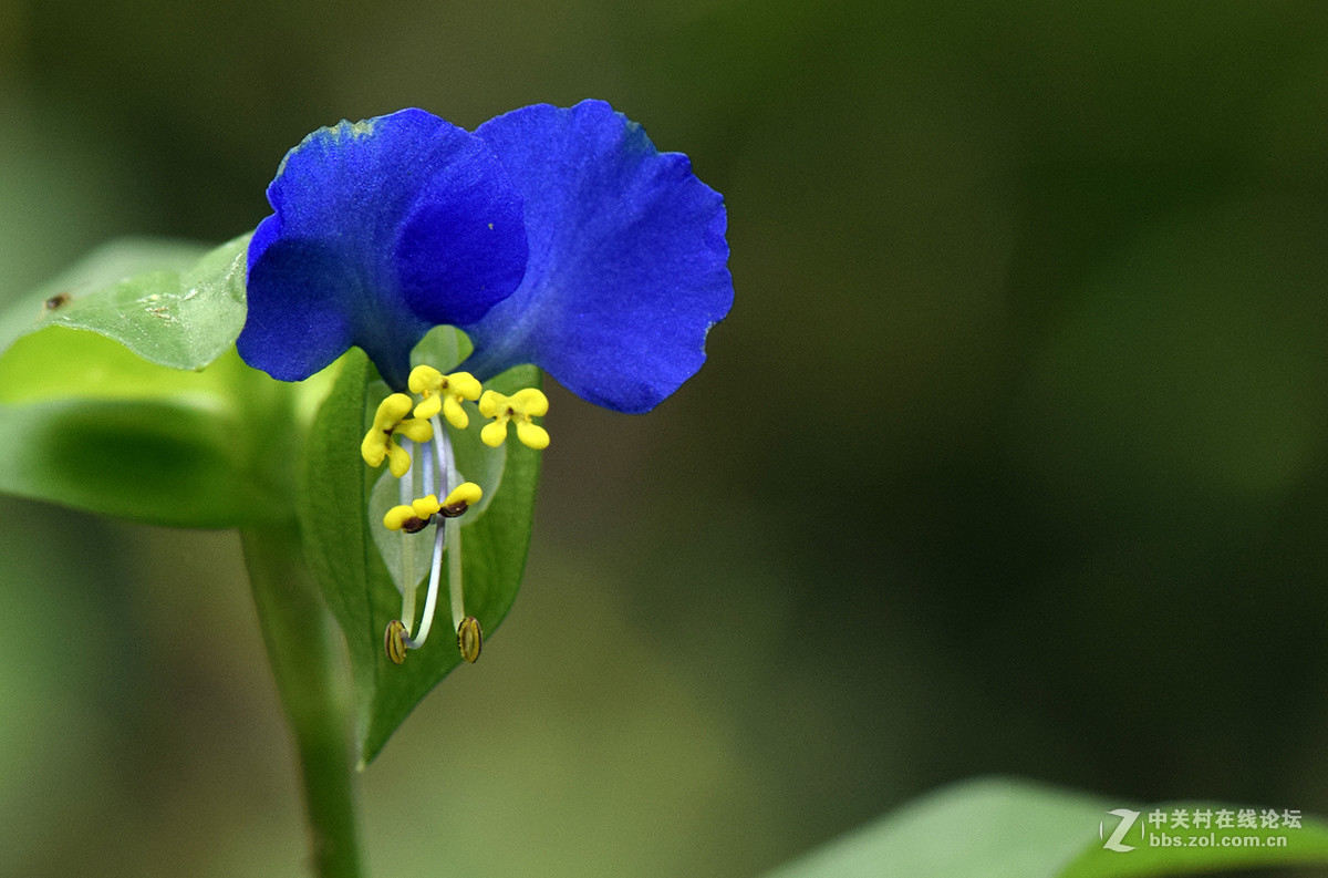 《白屈菜与鸭跖草》