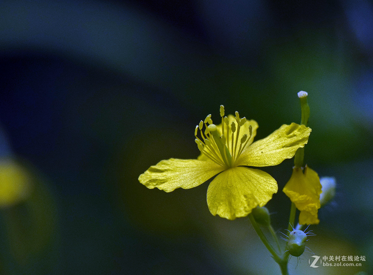《白屈菜与鸭跖草》