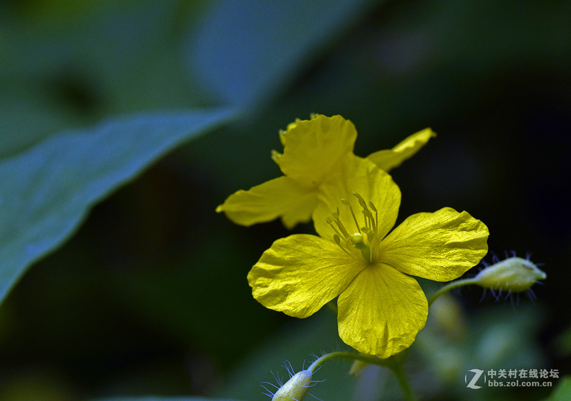 《白屈菜与鸭跖草》